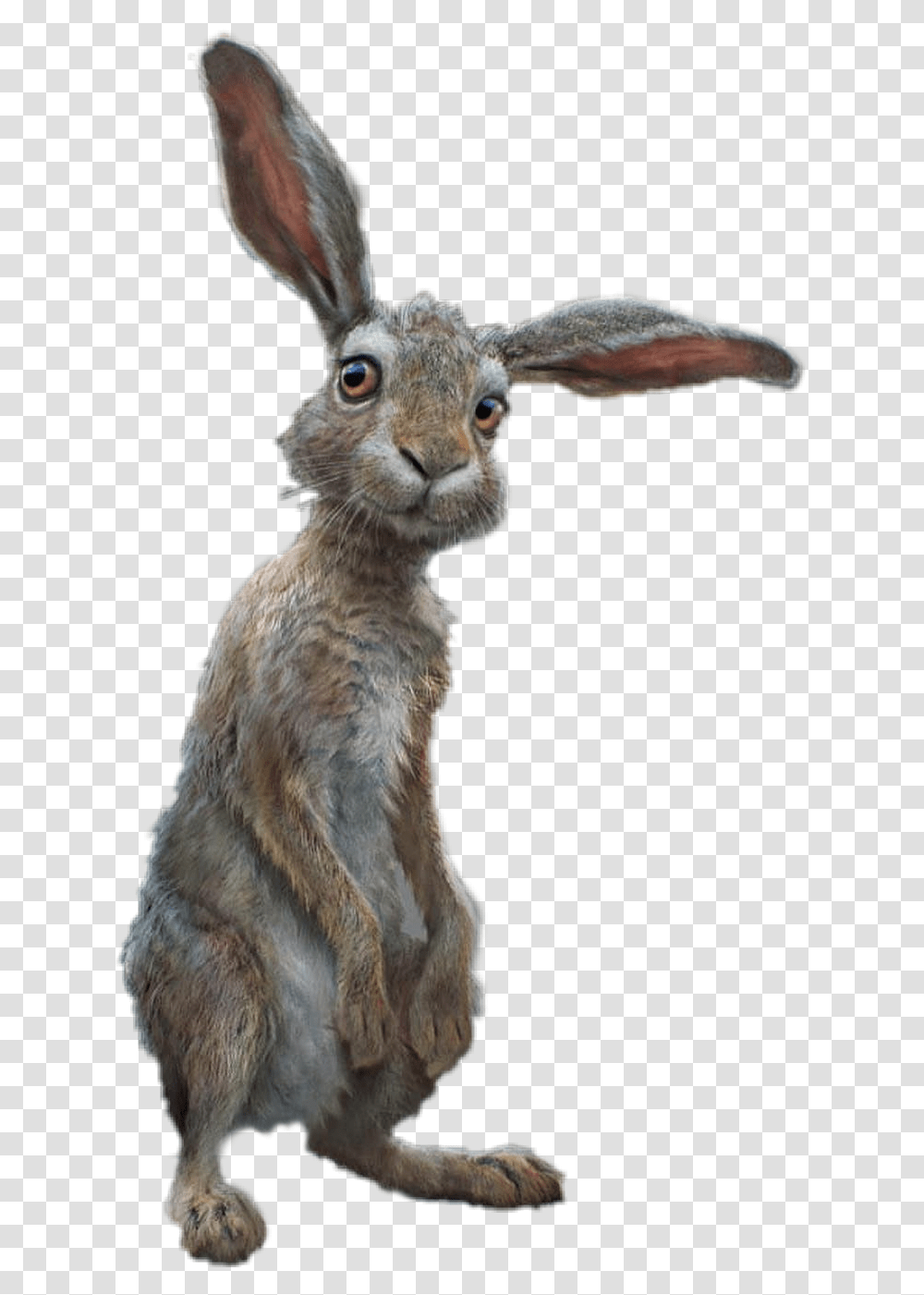 Conejo Rabbit Brown Hare, Rodent, Mammal, Animal, Bird Transparent Png