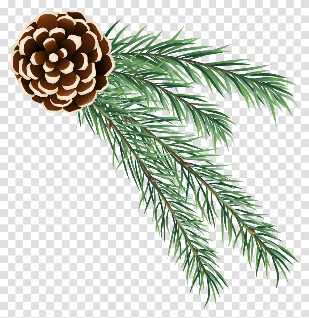 Cones Clipart Pinecone And Branch Clipart Transparent Png