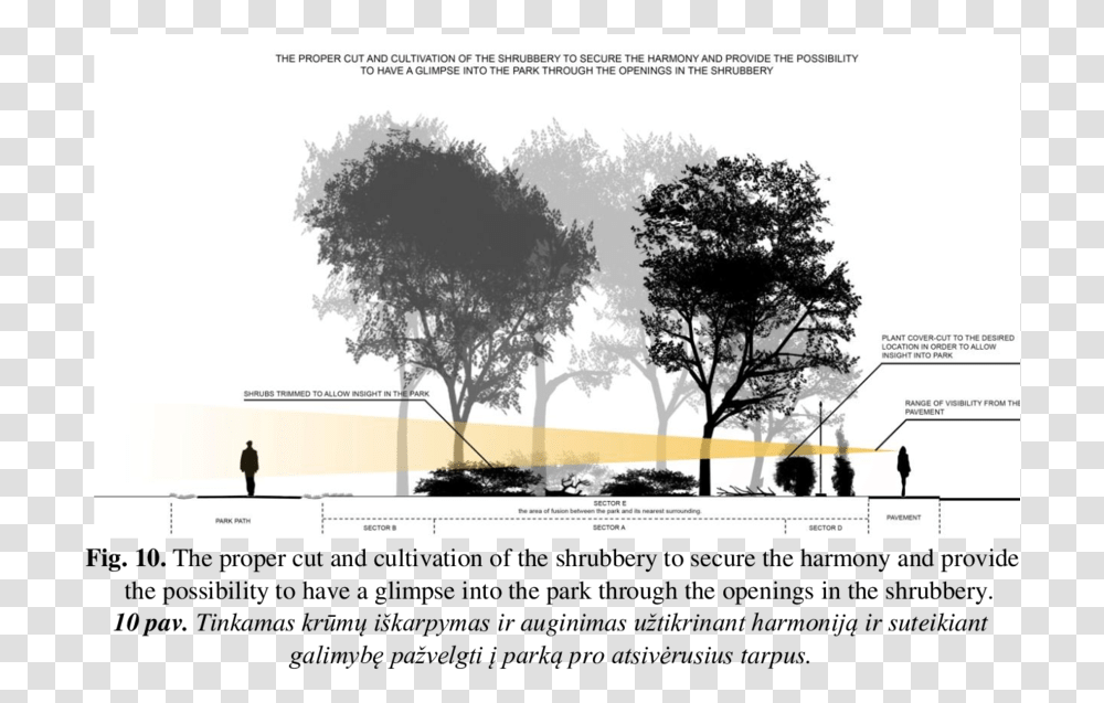 Confined And Narrowed View When Poor Trimming Of The Shrubs Tree, Person, Plant, Poster, Advertisement Transparent Png