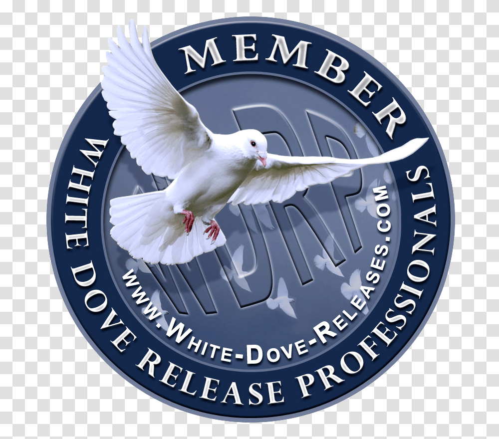 Confirmation, Bird, Animal, Dove, Pigeon Transparent Png