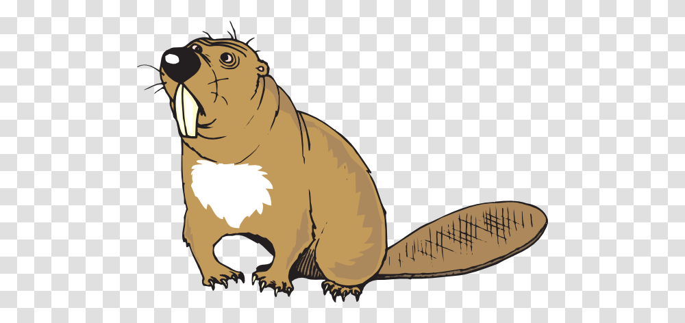 Confused Beaver Clip Art, Mammal, Animal, Rodent, Wildlife Transparent Png