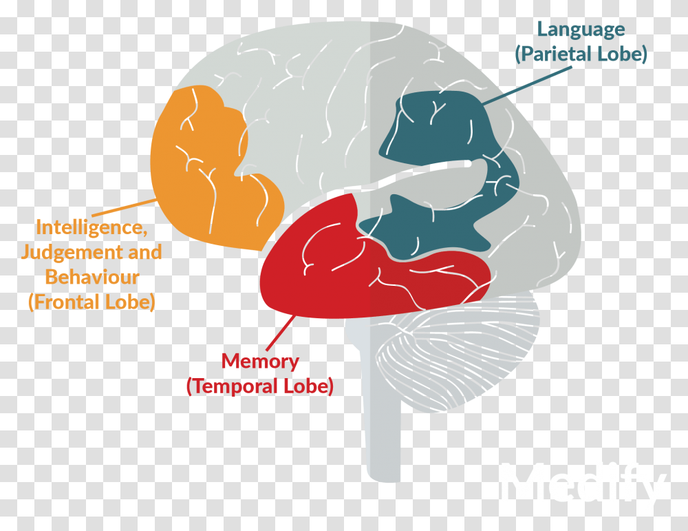 Confused Brain Illustration, Plant, Diagram, Plot Transparent Png