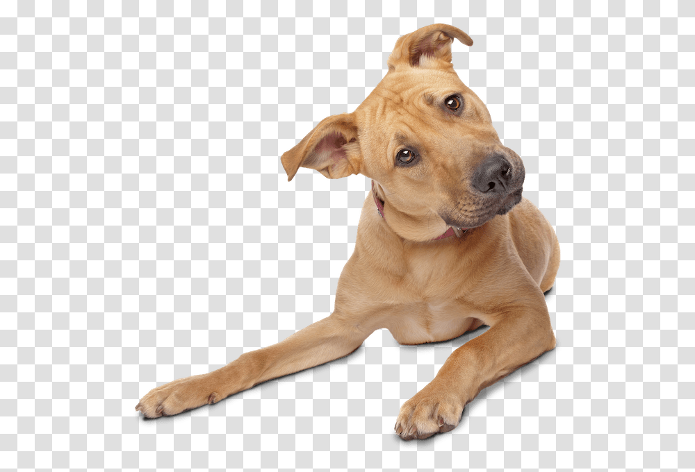 Confused Doggy Dog Background, Pet, Canine, Animal, Mammal Transparent Png