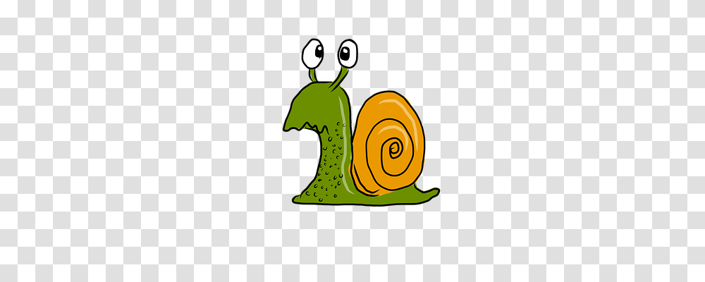 Confused Snail Animals, Invertebrate Transparent Png