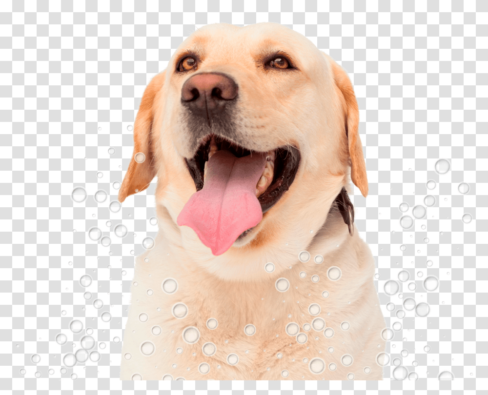 Congas Pet Grooming Labrador Lengua, Animal, Labrador Retriever, Dog, Canine Transparent Png