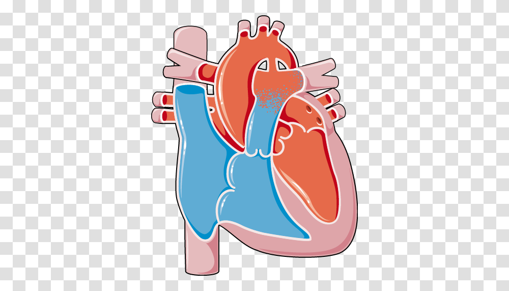 Congenital Heart Disease, Stomach, Mouth, Footwear Transparent Png
