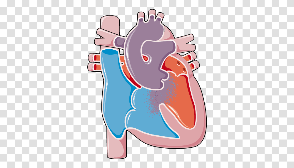 Congenital Heart Disease Trunctus Arteriosus Servier Congenital Heart Disease, Teeth, Mouth, Graphics, Label Transparent Png