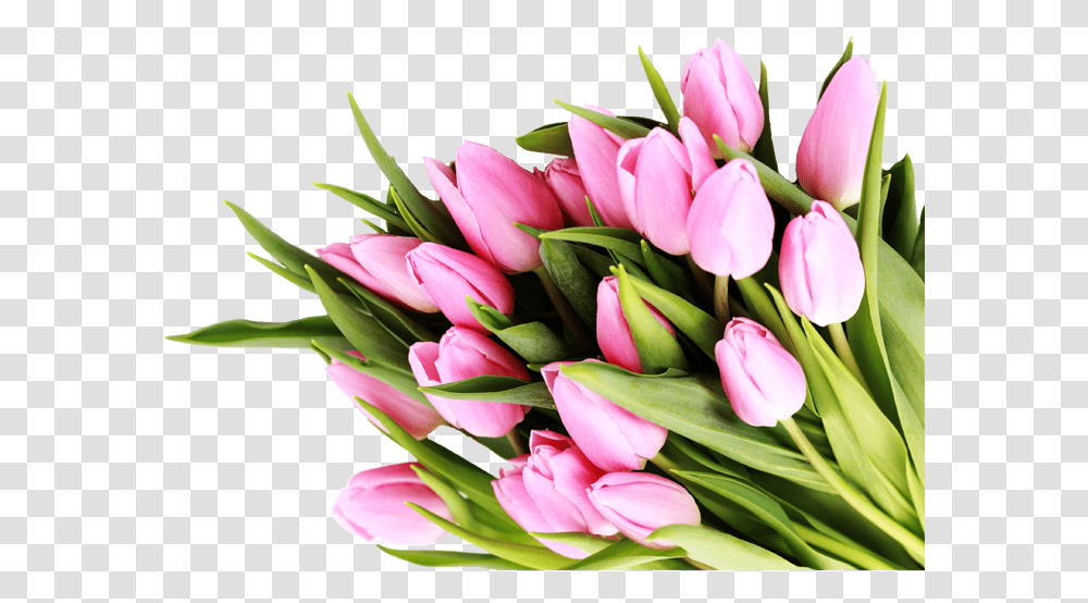 Congratulation Quotes For New Business, Plant, Flower, Blossom, Tulip Transparent Png
