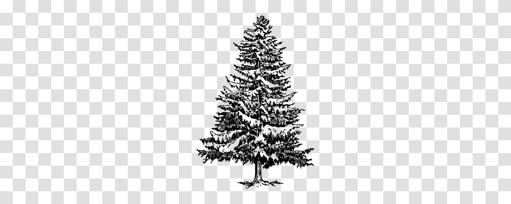 Conifer Nature, Gray, World Of Warcraft Transparent Png