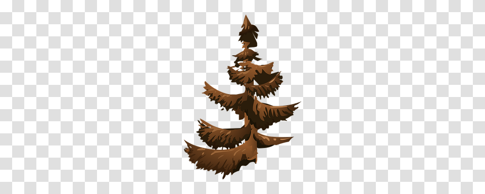 Conifer Nature, Tree, Plant, Ornament Transparent Png