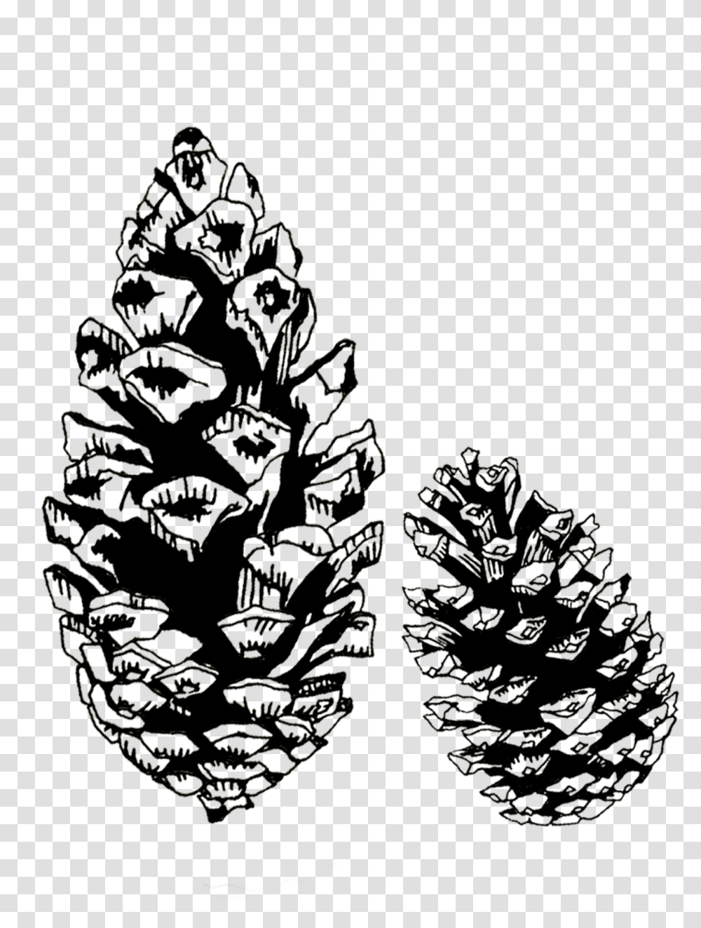Conifer Cone Download Pine Cone Black And White, Tree, Plant, Ornament, Christmas Tree Transparent Png