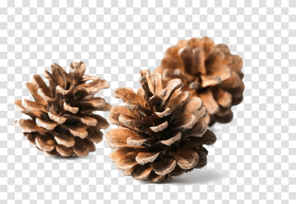 Conifer Cone, Plant, Tree, Fungus, Vegetable Transparent Png