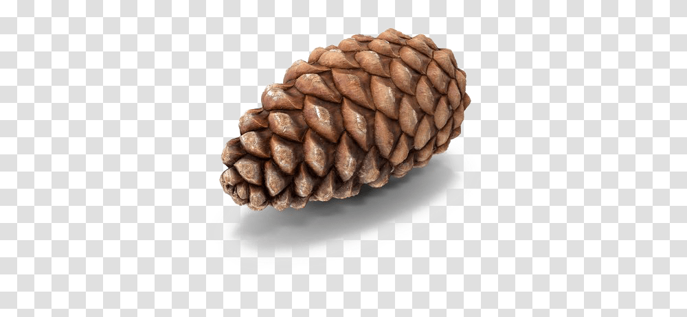 Conifer Cone, Plant, Tree, Larch, Wedding Cake Transparent Png
