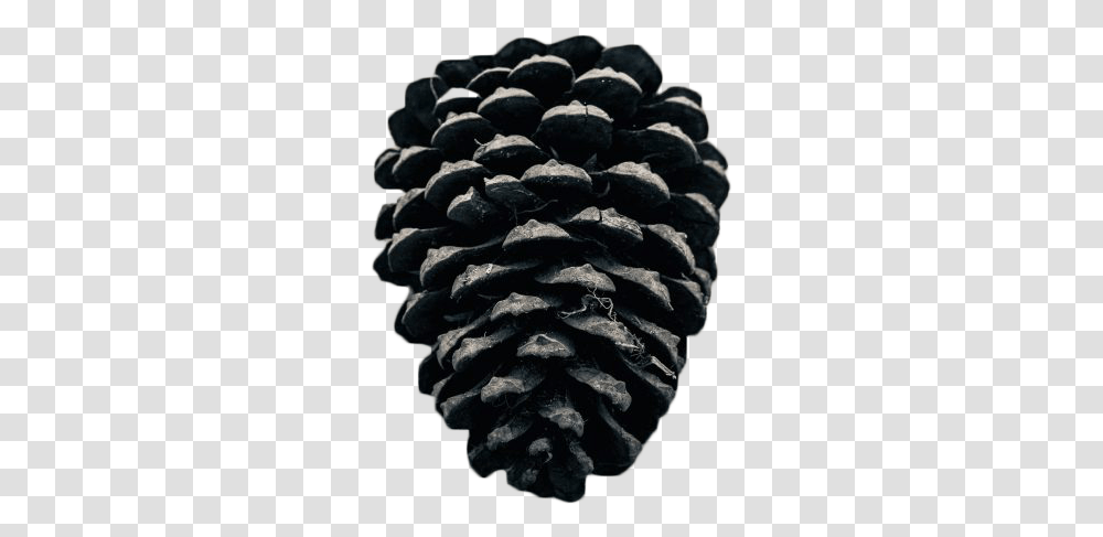 Conifer Cone, Plant, Tree, Rug, Seed Transparent Png