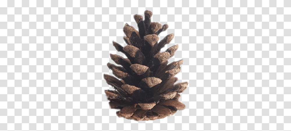 Conifer Cone, Tree, Plant, Pine Transparent Png