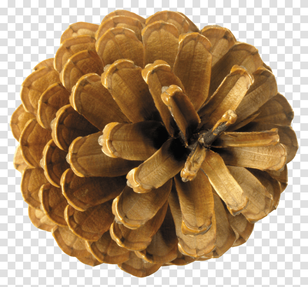 Conifer Conepineplantpine Familynatural Material Pine Cone Top View Transparent Png