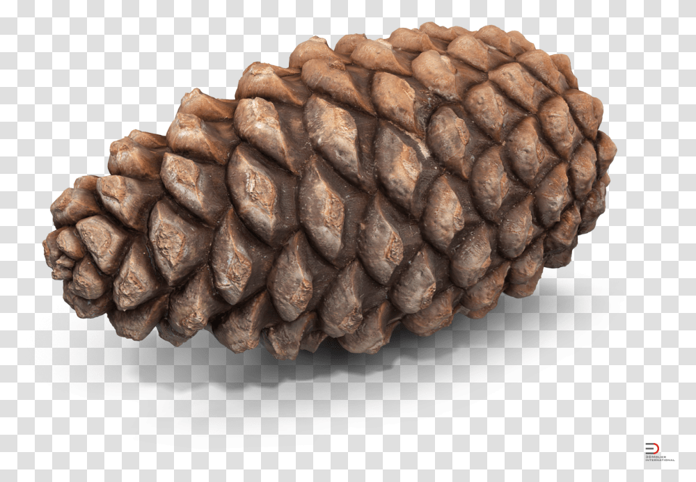 Conifer Conifer Cone, Tree, Plant, Larch, Seed Transparent Png