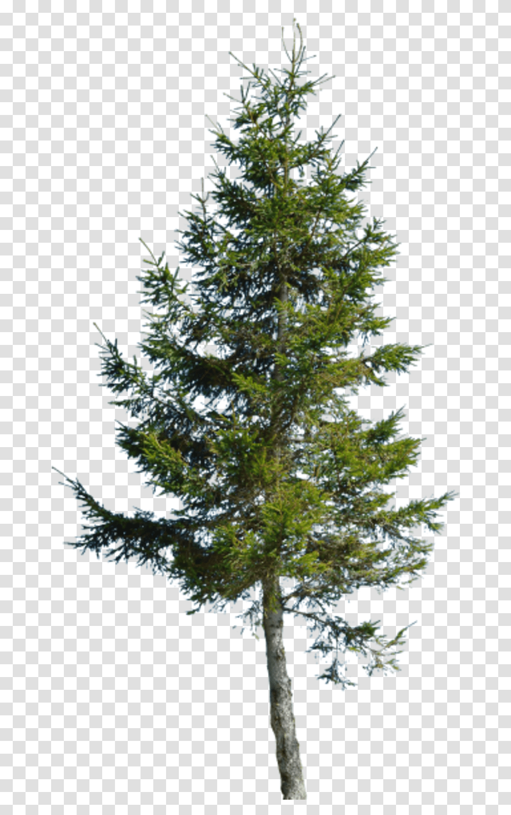 Conifer Conifer, Tree, Plant, Christmas Tree, Ornament Transparent Png