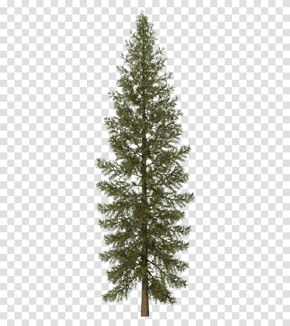 Conifer Douglas Fir Tree 3d, Plant, Abies, Pine, Spruce Transparent Png