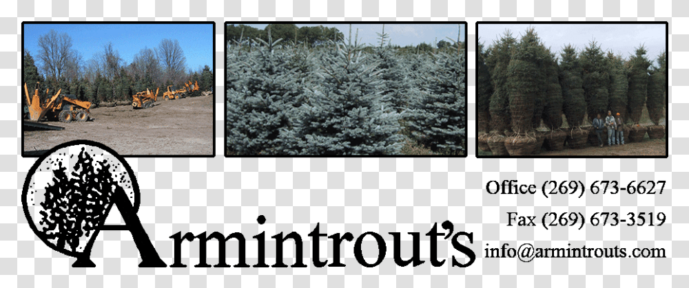 Coniferous Evergreen Tree Farm In Michigan Midwest Armintrout's Nursery, Plant, Person, Human, Fir Transparent Png