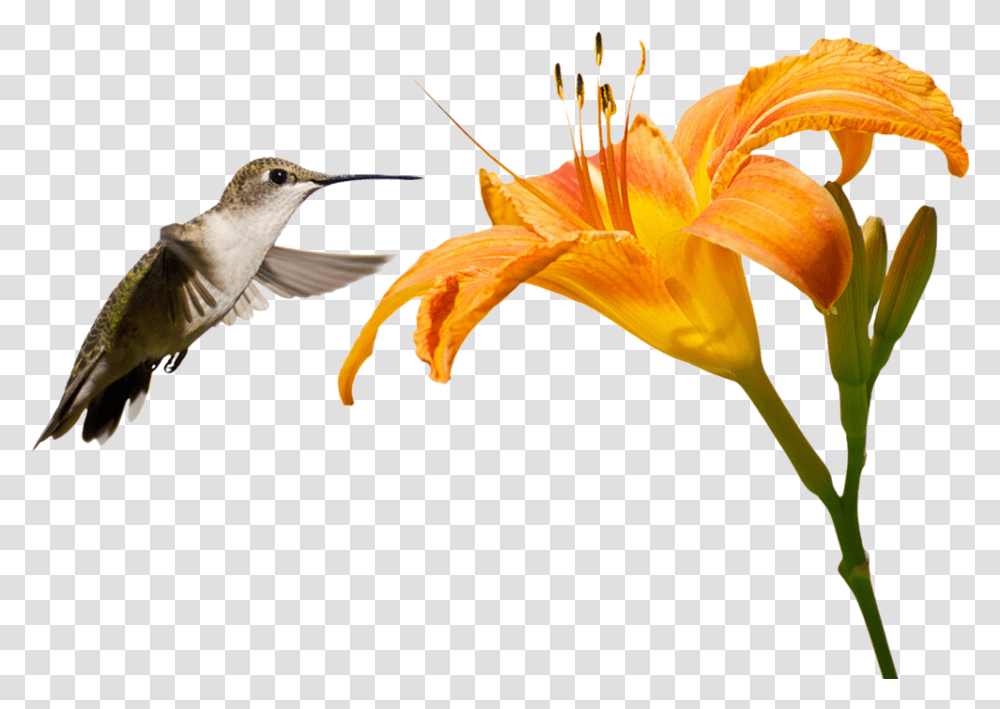 Connect With Us Rufous Hummingbird, Animal, Plant, Flower, Blossom Transparent Png