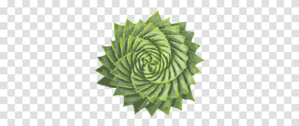 Contact Aloe Plant Spiral, Paper, Tree, Photography Transparent Png