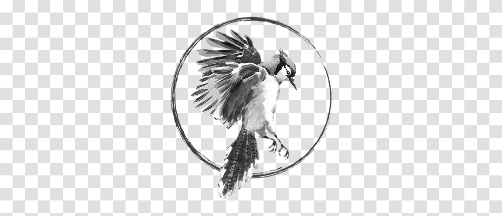 Contact Blue Jay Botanicals Watercolor Blue Jay Flying, Bird, Animal, Eagle, Kite Bird Transparent Png
