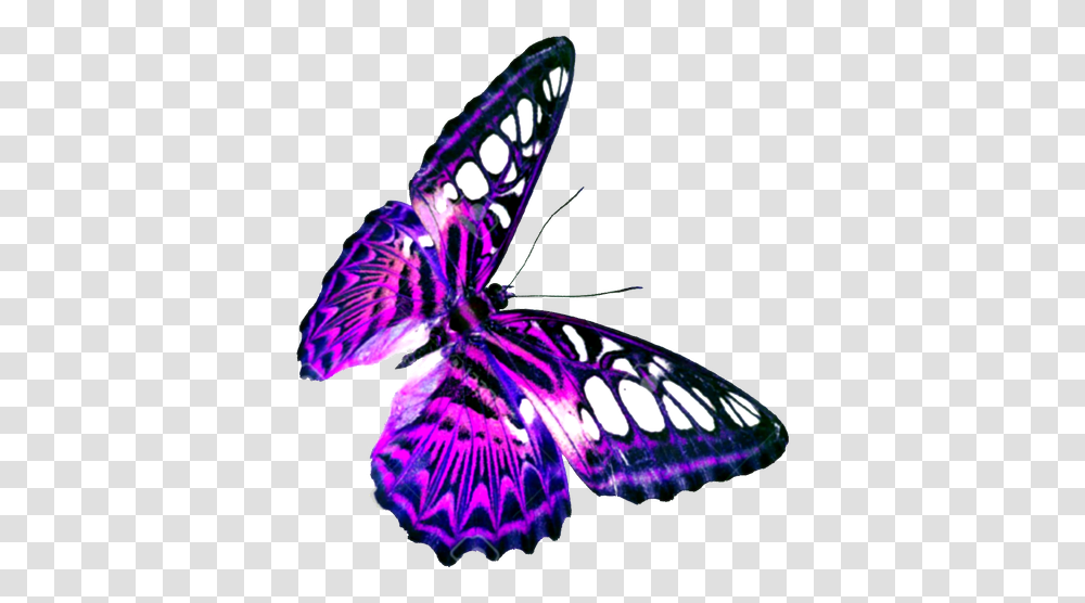 Contact Butterfly, Insect, Invertebrate, Animal, Moth Transparent Png