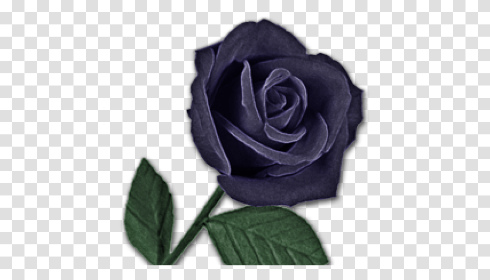 Contact My Black Rose Purple Black Rose, Flower, Plant, Blossom, Person Transparent Png