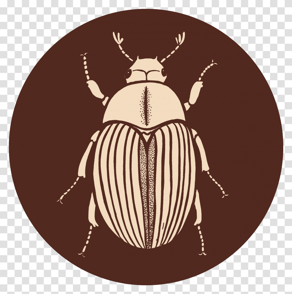 Contact Parasitism, Insect, Invertebrate, Animal, Dung Beetle Transparent Png