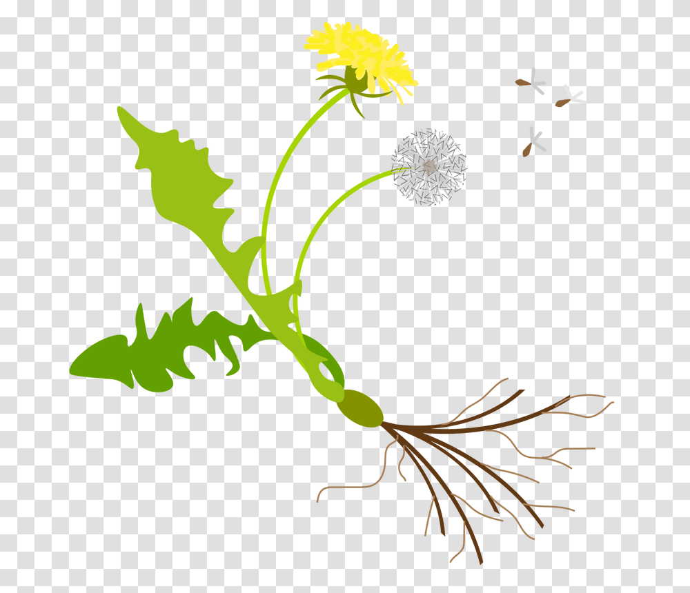 Contact, Plant, Flower, Blossom, Dandelion Transparent Png