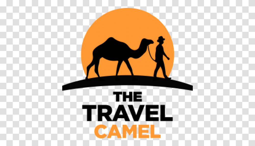 Contact Travel Camel, Person, Human, Mammal, Animal Transparent Png