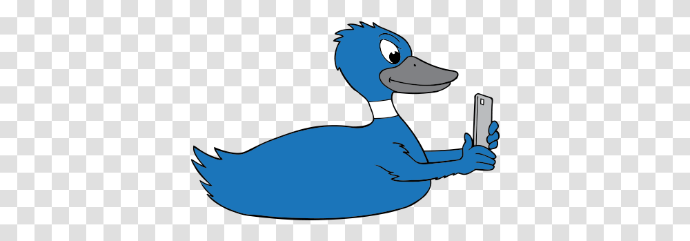Contact - Blue Duck Media Blue Duck, Bird, Animal, Waterfowl, Beak Transparent Png
