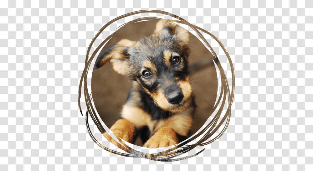 Contact Us - Threestarswine Attention Dog, Pet, Canine, Animal, Mammal Transparent Png