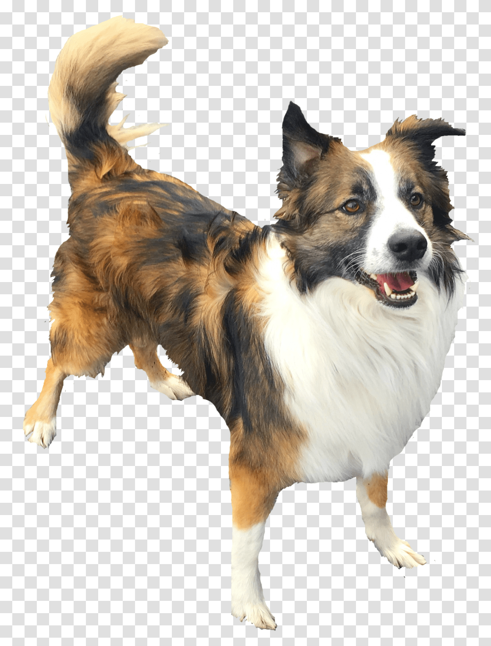 Contact UsClass Lazyload Lazyload Fade InData Dog Catches Something, Pet, Canine, Animal, Mammal Transparent Png