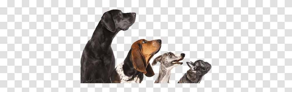 Contact Vet Dogs Stock, Hound, Pet, Canine, Animal Transparent Png