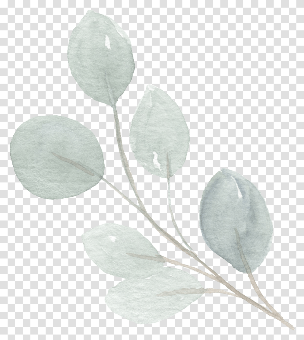 Contact Wildberry Floral Twig, Leaf, Plant, Acanthaceae, Flower Transparent Png