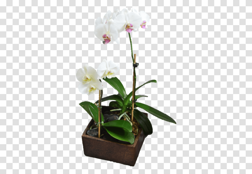 Contemporary Orchid Planter, Flower, Blossom, Amaryllidaceae Transparent Png