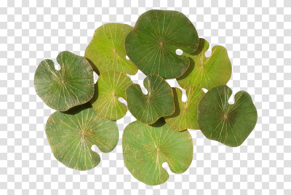 Contemporary Thai Lotus Leaf Wall Sculpture Nervilia, Plant, Flower, Blossom, Geranium Transparent Png