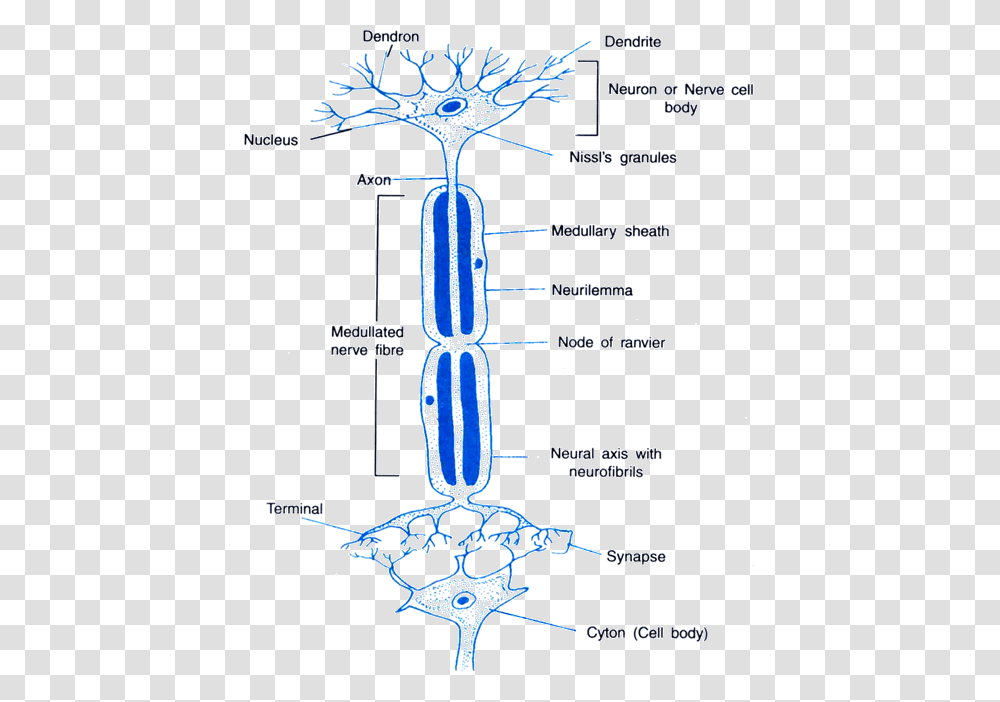 Control And Coordination Happens At The Synapse Between Two Neurons, Plot, Diagram, Building, Architecture Transparent Png