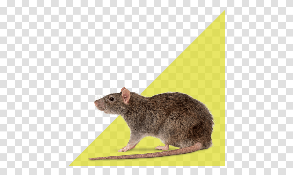 Control Of Rat Plagues Rattus Norvegicus, Rodent, Mammal, Animal, Pet Transparent Png