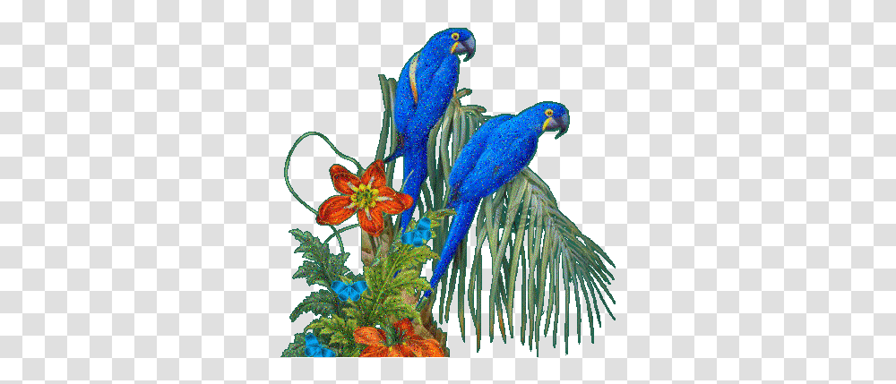 Conversation -, Parrot, Bird, Animal, Macaw Transparent Png