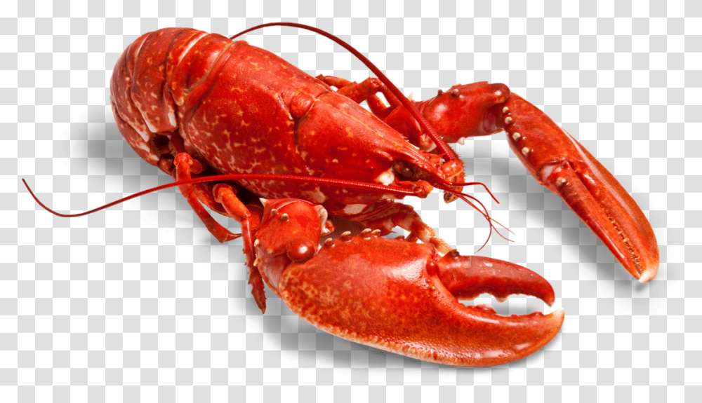 Cooked Lobster, Seafood, Sea Life, Animal Transparent Png