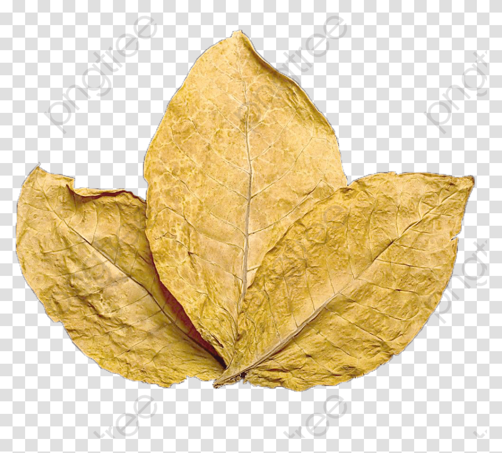 Cooked Product Image Tobacco Leaf, Plant, Veins, Photography Transparent Png