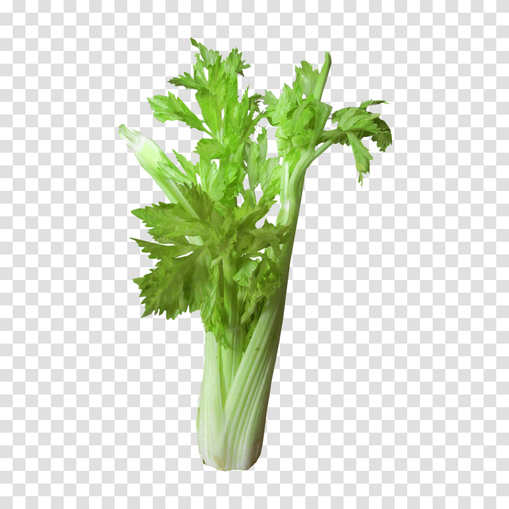 Cookfiction, Vase, Jar, Pottery, Plant Transparent Png