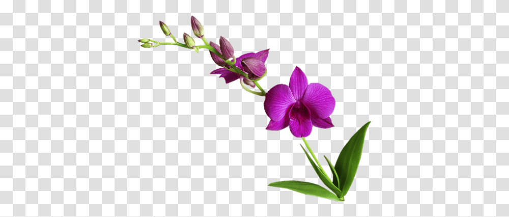Cooktown Orchid Image, Plant, Flower, Blossom, Acanthaceae Transparent Png