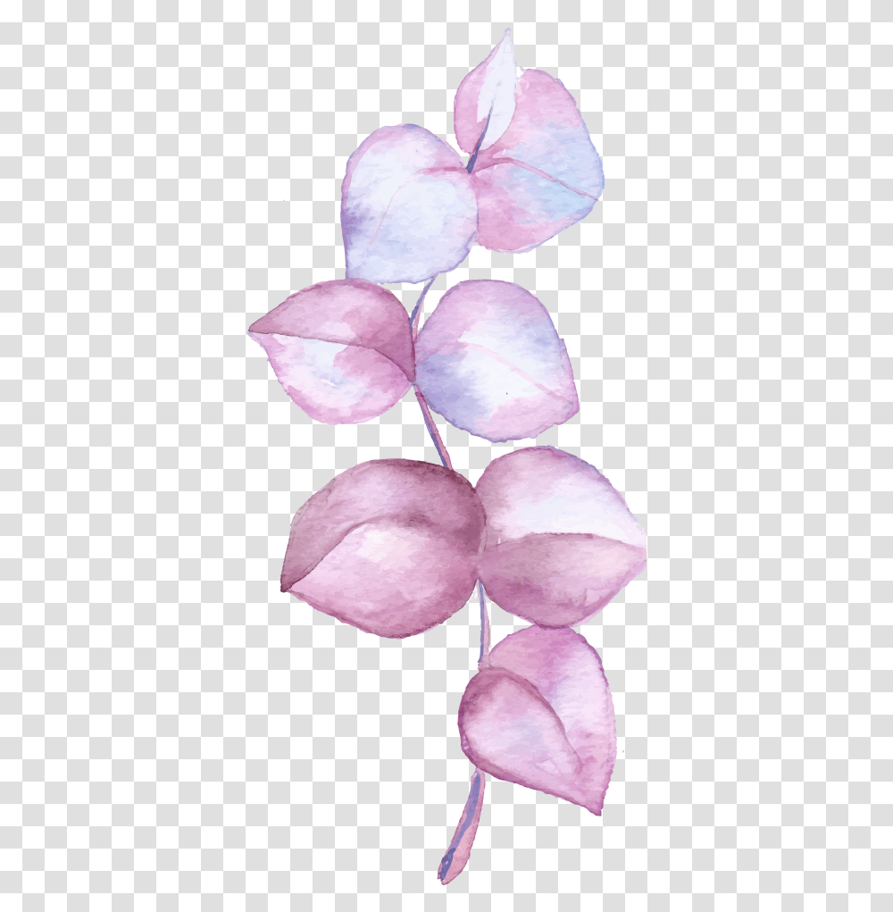 Cooktown Orchid, Petal, Flower, Plant, Blossom Transparent Png