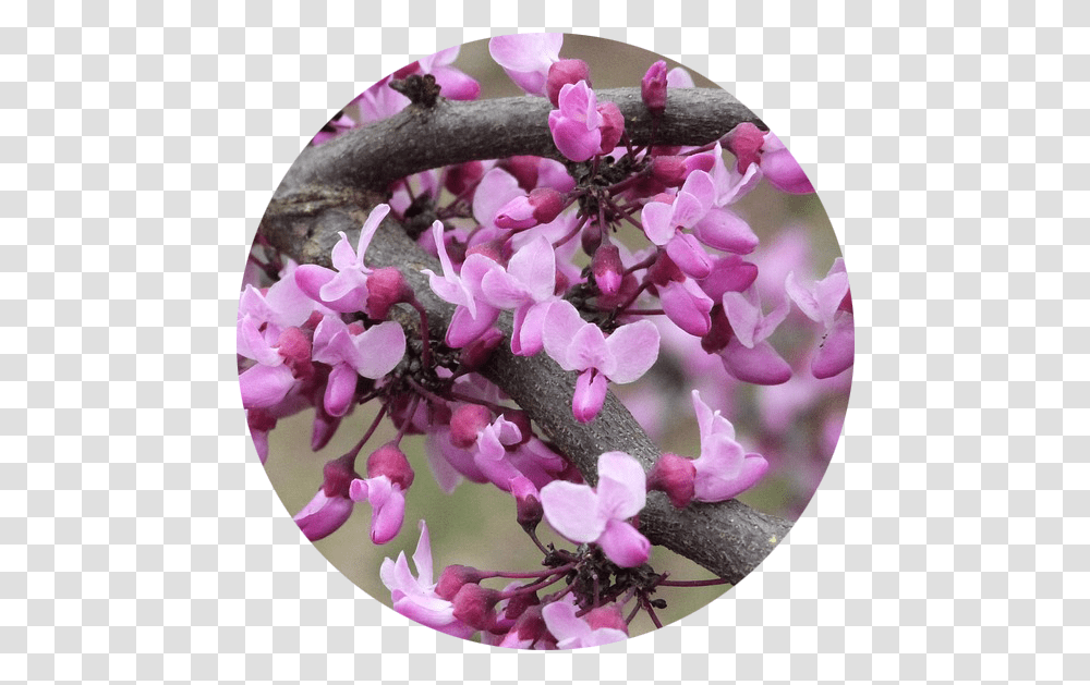 Cooktown Orchid, Plant, Flower, Blossom, Purple Transparent Png