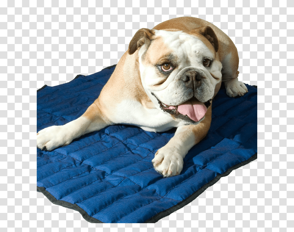 Cool Dog Aqua Coolkeeper Mat, Pet, Canine, Animal, Mammal Transparent Png
