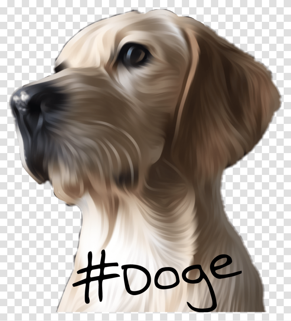 Cool Dog, Pet, Canine, Animal, Mammal Transparent Png
